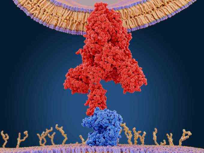 Illustration eines Spike-Proteins auf der Oberfläche eines Virus