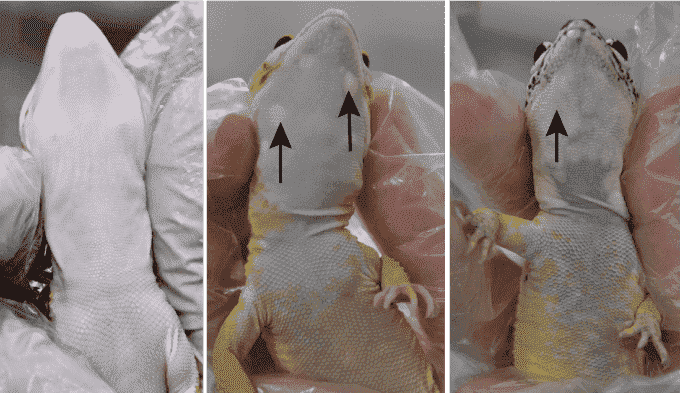 Bilder der Unterseiten eines Nicht-Lemon Frost Geckos und zweier Lemon Frost Geckos