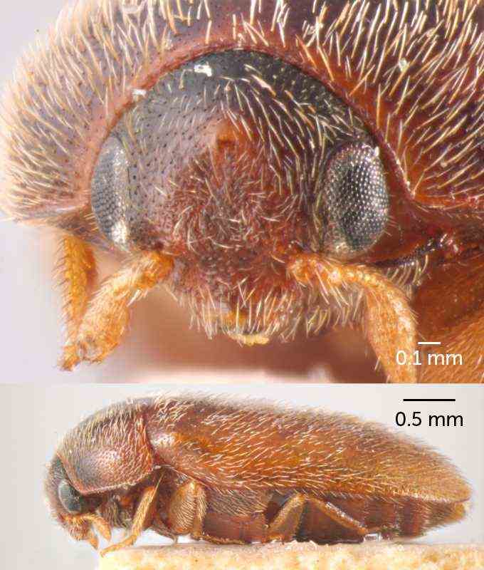 Vorder- und Seitenansicht des Khapra-Käfers