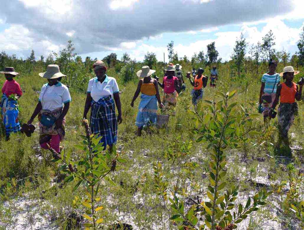 a group of people walking through an area with saplings