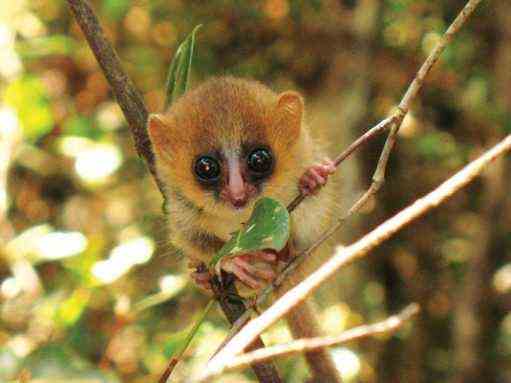 a mouse lemur grabs a branch