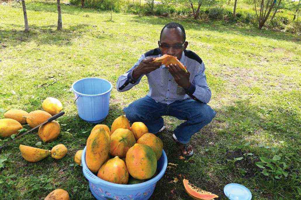 a Kenran farmer squats and snacks on papaya 