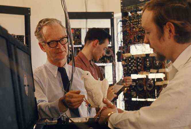 Psychologist B.F. Skinner examines a pigeon with another scientist