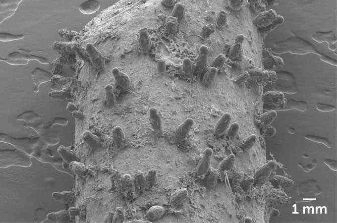Mikroskopaufnahme von klebrigen Haaren auf einem fleischfressenden Wildblumenstiel