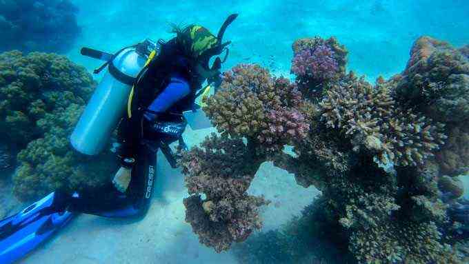 Raquel Peixoto Tauchen und Korallen sammeln