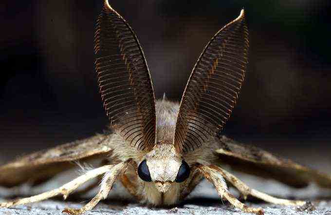 die Motte Lymantria dispar, die eine große büschelige Antenne hat und direkt in die Kamera schaut
