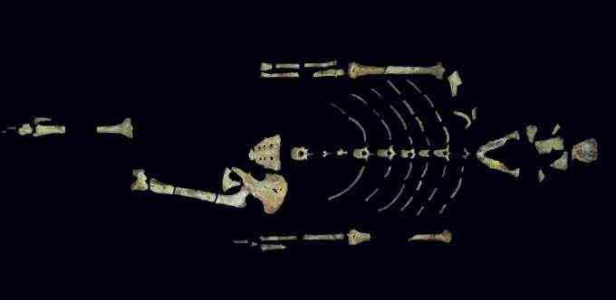 the partial skeleton of Lucy