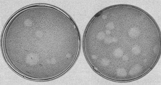 Schwarz-Weiß-Bild von zwei Petrischalen mit Poliovirus-Plaques auf Affennierenzellen 72 Stunden nach der Infektion