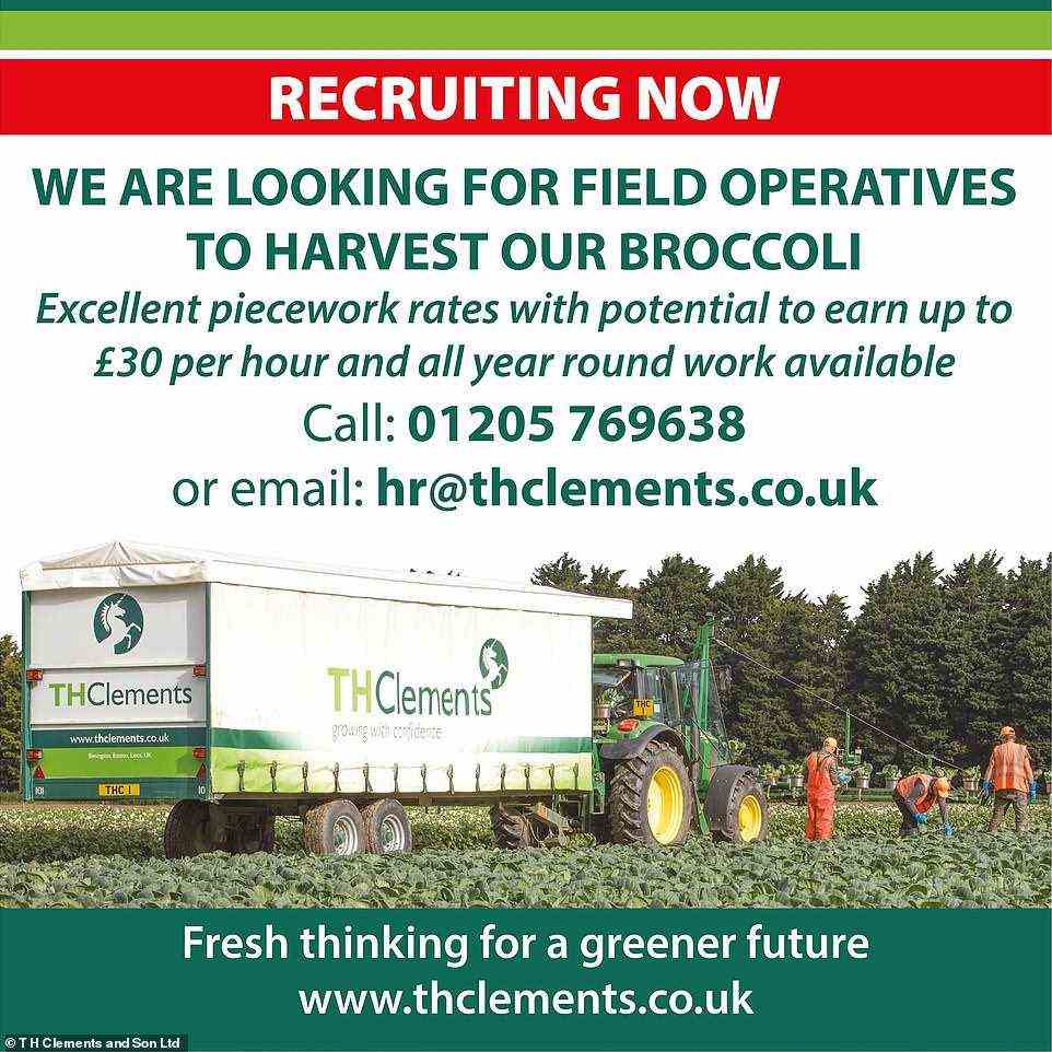 T H Clements and Son Ltd, based in Boston, Lincs posted one job advert that read: "We are looking for Field Operatives to harvest our Cabbages' The job is advertised at up to £30-per-hour
