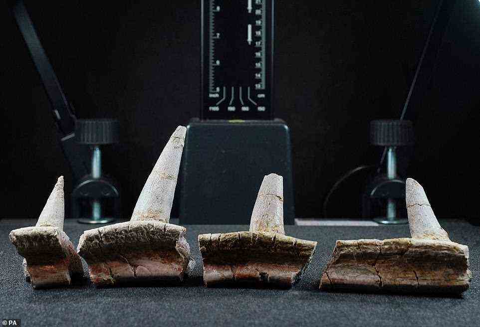 Exemplare des ältesten jemals entdeckten Ankylosauriers und des ersten vom afrikanischen Kontinent befinden sich im Natural History Museum in London.  Das Exemplar ist ein Fossil von Rüstungsstacheln, die einst aus den Rippen des Ankylosauriers ragten