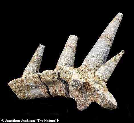 Ein bizarres gepanzertes Stachelfossil, das in Marokko gefunden wurde, gehörte zu einer neuen Dinosaurierart, die 