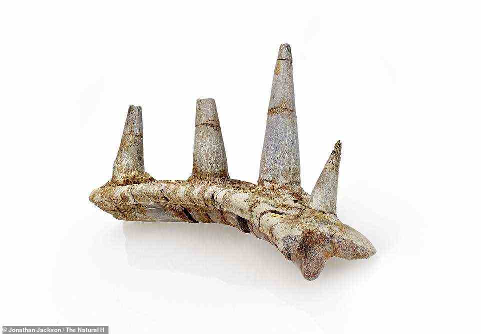 Die aufregende Entdeckung wurde im Mittleren Atlas in Marokko gemacht, an derselben Stelle, an der Forscher des Natural History Museum (NHM) in London zuvor den ältesten jemals gefundenen Stegosaurus entdeckten
