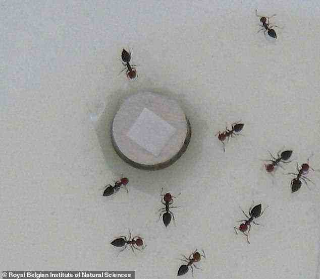 Blattwespenlarven schützen sich vor Fressfeinden – insbesondere Ameisen –, indem sie unangenehme Chemikalien absondern
