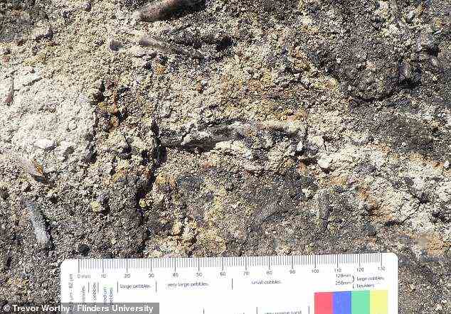 „Es ist selten, auch nur einen Knochen von einem fossilen Adler zu finden.  Das meiste des Skeletts zu haben ist ziemlich aufregend, vor allem wenn man bedenkt, wie alt es ist.  Ich habe das studiert [site] seit vielen Jahren, und dies ist das exquisiteste Fossil, das wir bisher gefunden haben“, sagte der Paläontologe Trevor Worthy von der Flinders University.  Im Bild: das Fossil von Archaehierax, wie es im Feld gefunden wurde