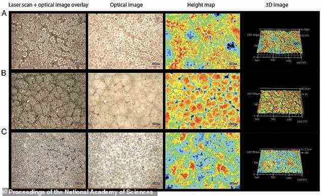 Bilder aus der Forschungsarbeit, die durch hochauflösendes Lasermikroskopie-Scannen gerendert wurden, zeigen die Innenoberflächen der Kasuar-Eierschalen