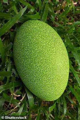 Im Bild das leuchtend grüne Ei des südlichen Kasuars