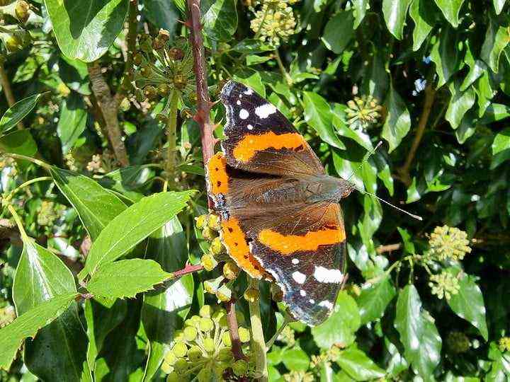 Makrofoto eines Schmetterlings, aufgenommen mit dem Galaxy S21 Ultra.