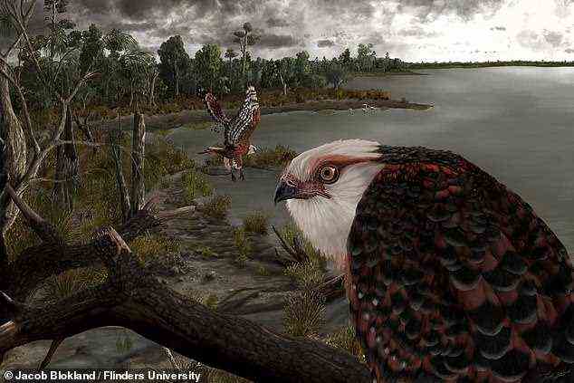 Ein Adler (oben abgebildet) mit einer Spannweite von sechs Zoll, der ahnungslose Beute wie Flamingos und Koalas überfiel, beherrschte vor 25 Millionen Jahren die Nahrungskette Südaustraliens