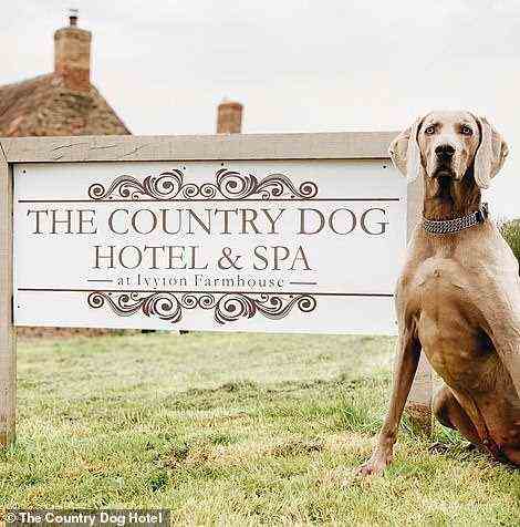 Besitzer wandern von nah und fern, damit ihre kostbaren Hündchen einen eigenen Urlaub im Country Dog Hotel verbringen können