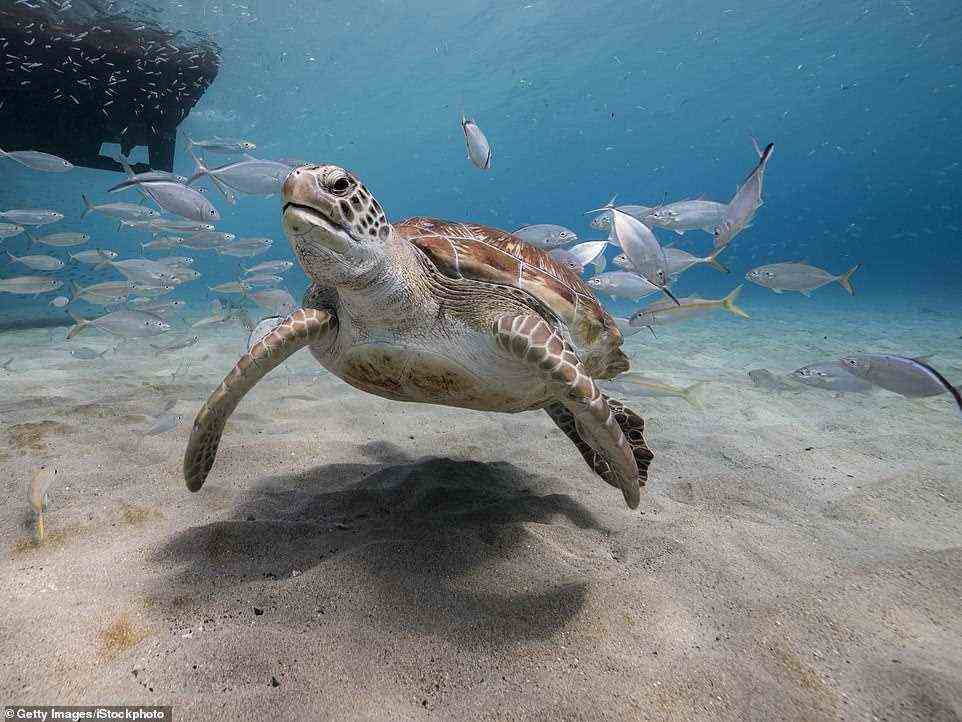 Eine Meeresschildkröte in Curacao (Dateifoto).  Als Sadie vor der Küste der Insel tauchen geht, sieht sie 