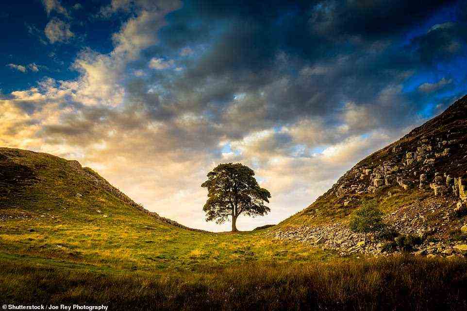 Sycamore Gap – you'll know it from Robin Hood: Prince of Thieves. The lone tree can be found near the Wall's Milecastle 39 fort