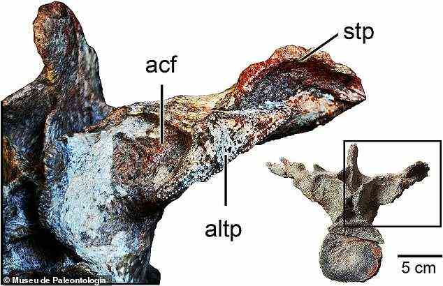 Dieses Bild zeigt eine andere Ansicht des ersten Schwanzwirbels der Kurupi itaata-Art