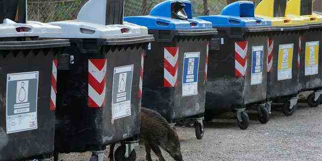 Ein Wildschwein schlendert am 24. September in Rom an Mülleimern vorbei.
