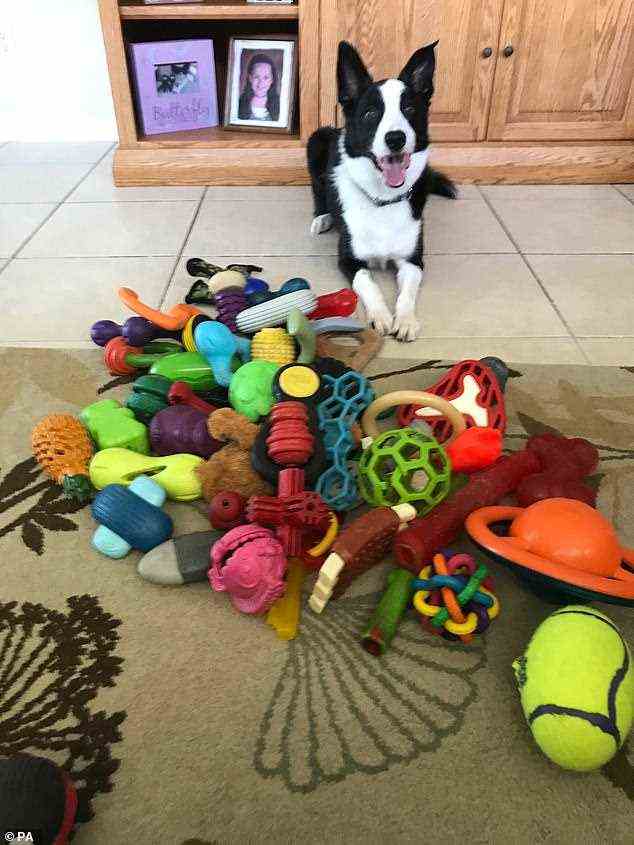 Squall at home with toys. The team from Hungary spent more than two years searching around the world for dogs that had learned the names of their toys - finding just six