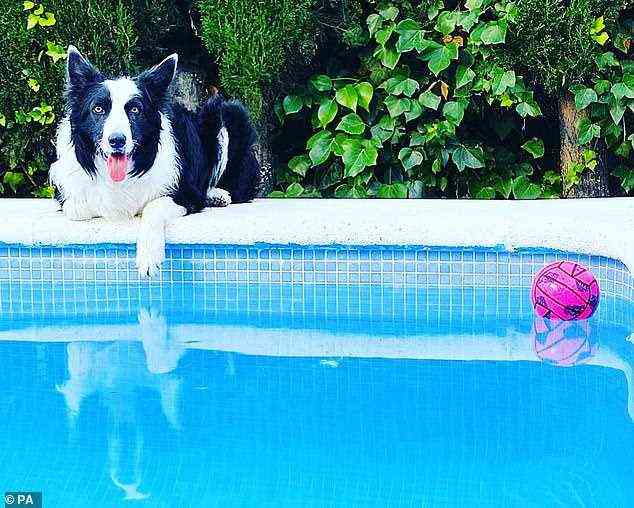 Rico from Spain lazing by the pool. In the study, the researchers wanted to push the limits of their talent, so they challenged the owners to teach their dogs the names of six and then 12 new toys