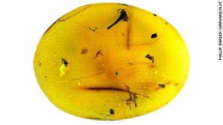 Dieser 16 Millionen Jahre alte dominikanische Bernstein enthält ein Bärtierchen-Fossil sowie drei Ameisen, einen Käfer und eine Blume.