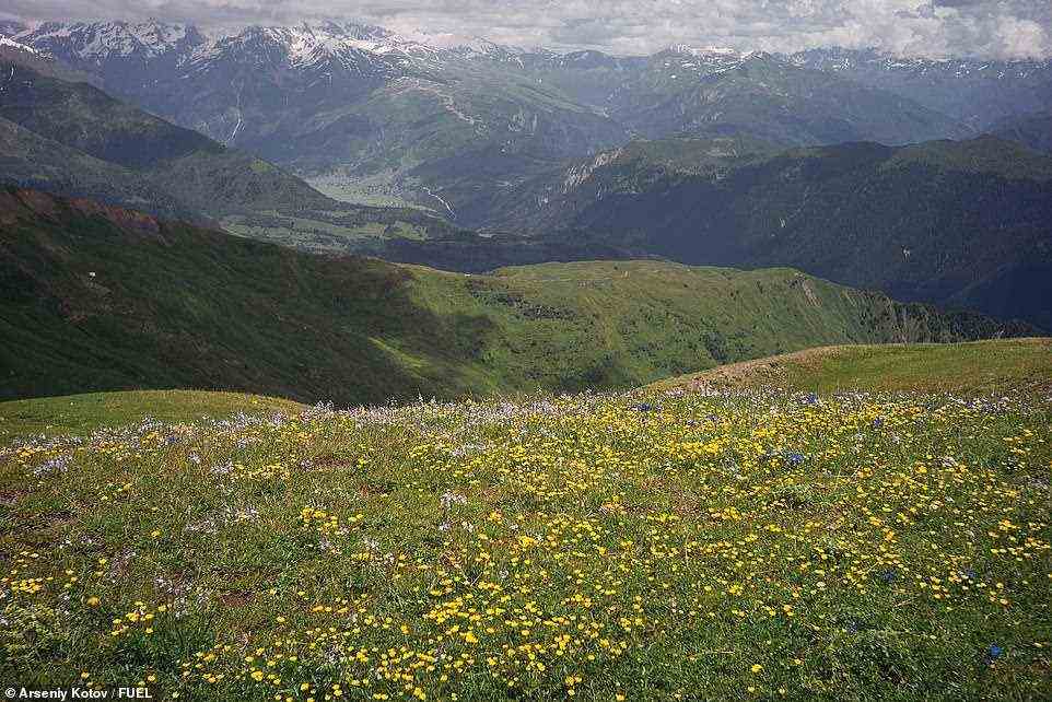 Herrlich bergig: Almwiesen und Wildblumen im schönen Swanetien, Georgien