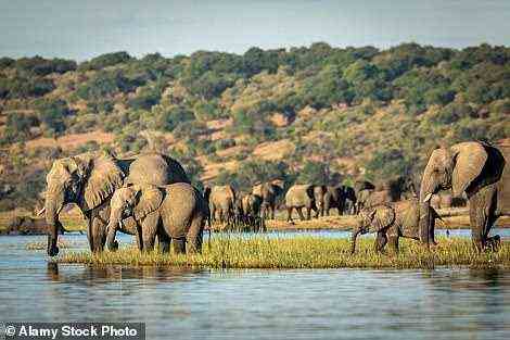 Passagiere können die ultimative Wildtiershow von The Zambezi Queen aus sehen, die durch Botswana (im Bild), Südafrika und Simbabwe führt