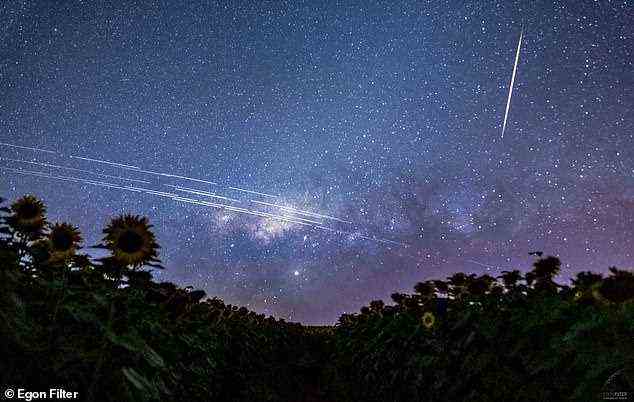 SpaceX war wegen seiner Starlink-Satelliten in öffentlichen Streitigkeiten und Gerichtsverfahren.  Dieses zusammengesetzte Bild wurde vom Dämmerungshimmel über einer Sonnenblumenfarm in Südbrasilien aufgenommen und erfasst vorbeifahrende Starlink-Satelliten