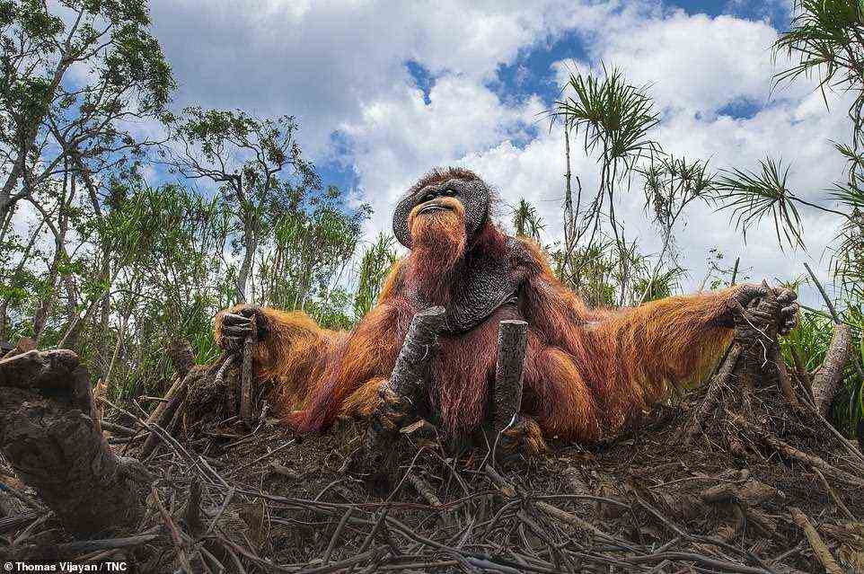 Canadian photographer Thomas Vijayan turned his lens on this orangutan while in Borneo, Indonesia. The resulting picture, showing the creature sitting on a bed of severed palm trees, won an honourable mention in the Wildlife category. Describing the image, Vijayan says: 'It is a sad sight to watch. We humans could have given a second thought before running the axe over these matured trees and snatching the habitat of this gigantic ape.' He adds that the orangutans rely on the trees as a food source. 'Orangutans are accustomed to living on trees and feed on wild fruits like lychees, mangosteens, and figs, and slurp water from holes in trees, but we have options,' he says