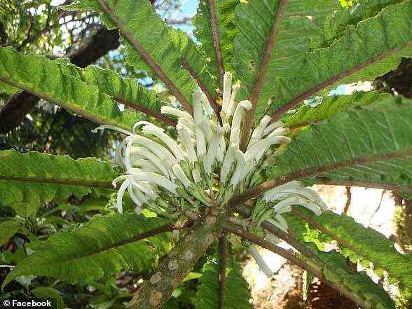 Tief in einem hawaiianischen Regenwald wurde eine neue Pflanzenart entdeckt, von der Experten sagen, dass sie die einzige ihrer Art ist