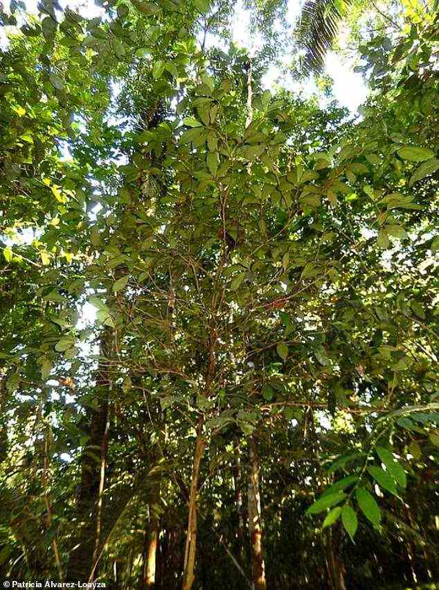 Eine aktuelle Aufnahme von Aenigmanu alvareziae im Amazonas-Regenwald.  Die Identität der Art hat die Wissenschaftler seit fast 50 Jahren verwirrt