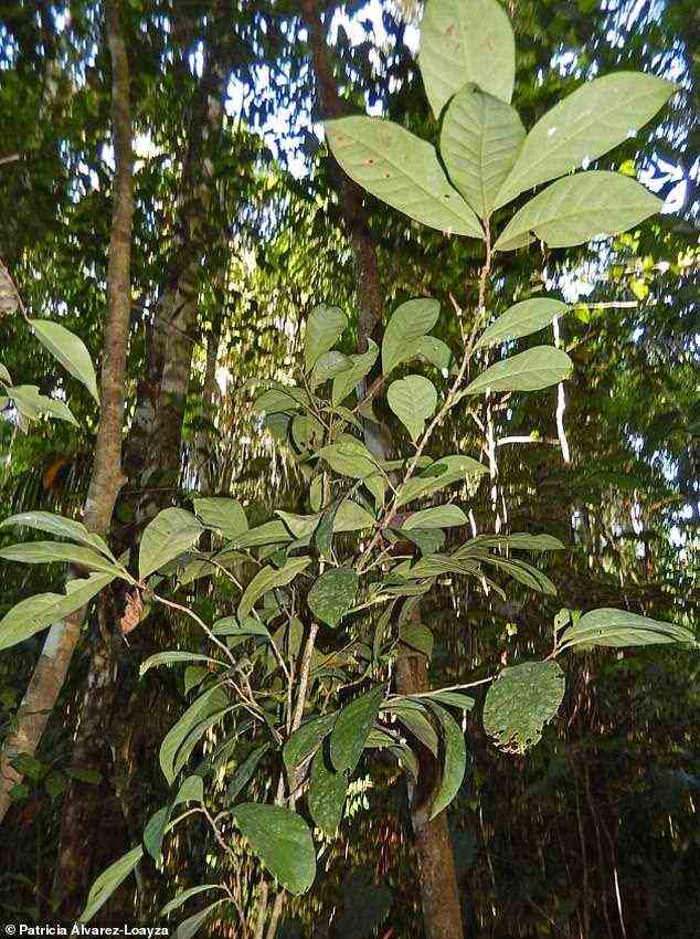 Eine Aenigmanu alvareziae-Pflanze im Amazonas-Regenwald.  Obwohl Aenigmanu alvareziae für Wissenschaftler neu ist, wird es seit langem von den indigenen Machiguenga verwendet
