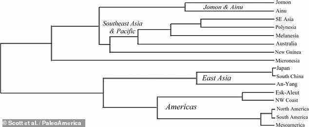 Professor Scott und Kollegen führten eine statistische Datenanalyse von Tausenden von alten Zähnen aus ganz Amerika, Asien und dem Pazifik durch.  Das Team fand kaum eine Beziehung zwischen dem Jomon-Volk Japans (oben und den amerikanischen Ureinwohnern (unten) – nur 7 Prozent der Jomon-Zahnproben konnten mit den Ureinwohnern in Verbindung gebracht werden