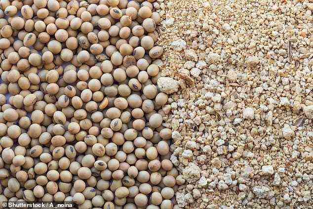 Jährlich werden mehr als 2,6 Millionen Tonnen Sojabohnen für die Viehfütterung nach Großbritannien importiert, 30 Prozent davon kommen aus Brasilien.  Bild einer Bildagentur