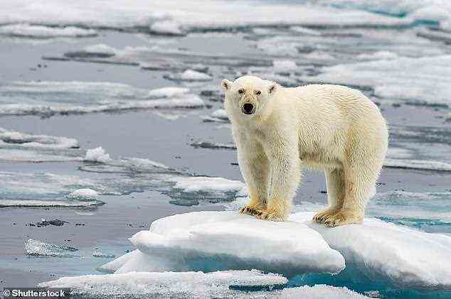 Polarbären (im Bild) werden aufgrund von weniger Meereis in der Last Ice Area zur Migration gezwungen