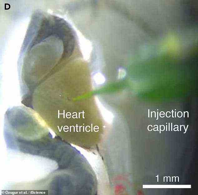 Abgebildet ist eine Nahaufnahme des Herzventrikels der Kaulquappe und der Injektionsstelle für die Algen
