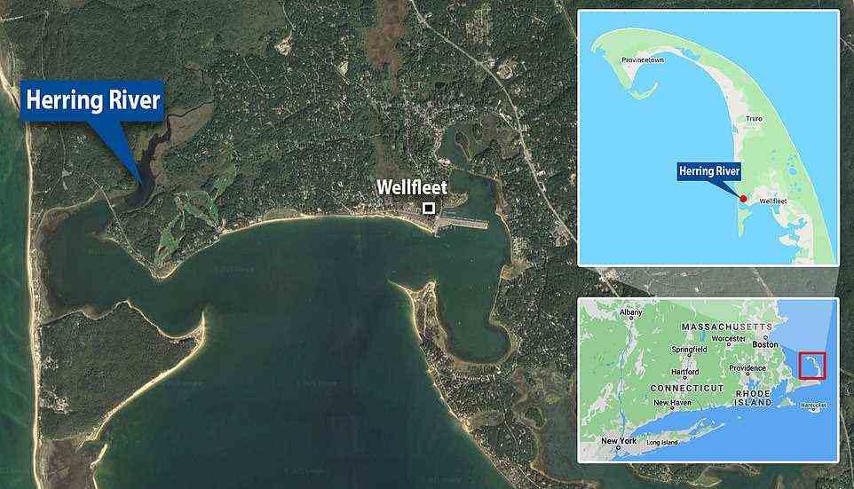 Die 5 Fuß lange Schildkröte blieb am Sonntag im Herring River in Wellfleet, Massachusetts, stecken.  Es wurde in Provincetown in den Atlantischen Ozean zurückgebracht