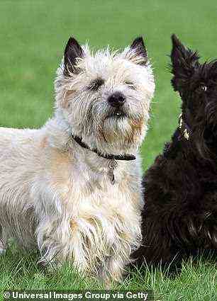 Rassen wie Cairn Terrier (im Bild), Jack Russell Terrier und Deutscher Schäferhund wurden als häufiger angesehen, um an diesen Beschwerden zu leiden