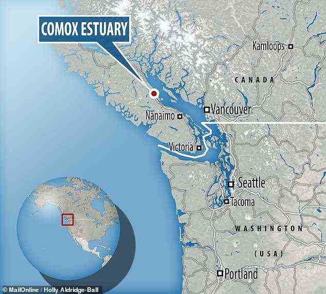 Die Überreste von mehr als 150.000 Stöcken werden bei Ebbe in der kanadischen Comox-Mündung vor Vancouver Island freigelegt, verteilt über die Gezeitenzone
