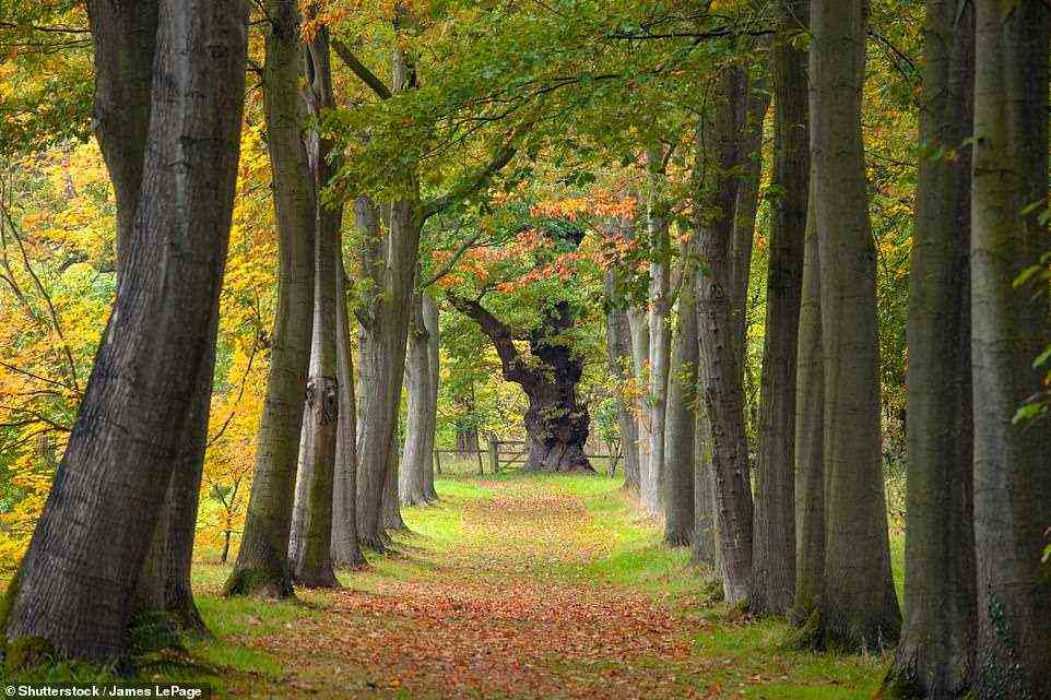 Bemerkenswert: Nur wenige Arboretums können mit Thorp Perrow in North Yorkshire in Bezug auf die Anzahl der „Champion-Bäume“ mithalten