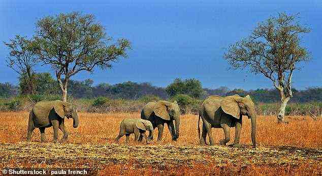 Der Guru hilft einem Leser, seine Rückerstattungsrechte bei einer abgesagten Safari in Sambia zu verstehen