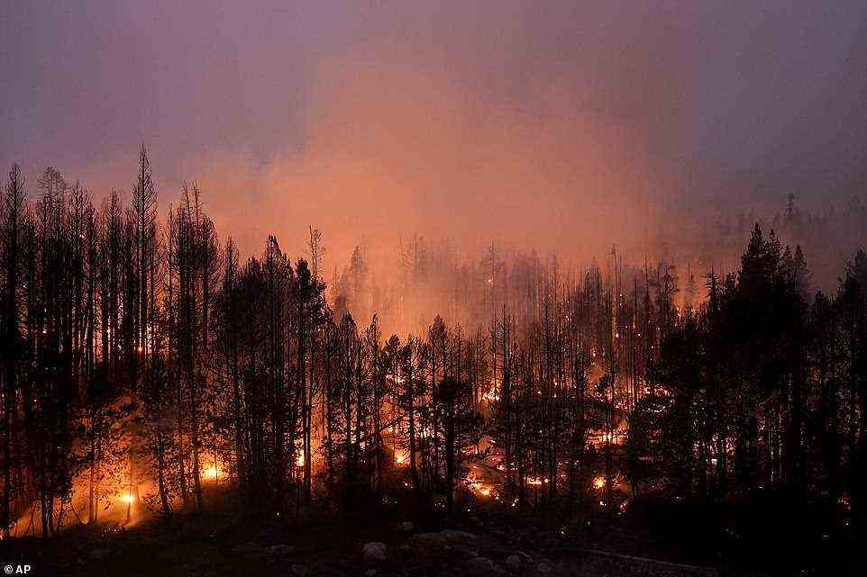 Trees scorched by the Caldor Fire smolder in Eldorado National Forest on September 3