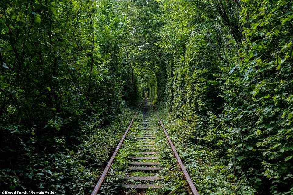 Was wäre das für eine Fahrt!  Diese Bahngleise wurden vollständig von Grün umgeben, das einen atemberaubenden Tunnel gebildet hat