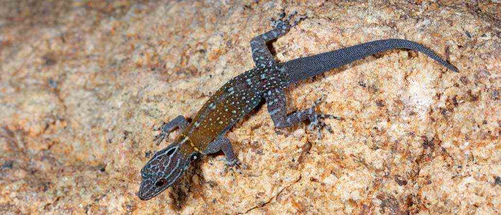 Ein Gecko mit einem gefleckten bläulichen Körper und einem trüben gelben Abschnitt auf dem Rücken