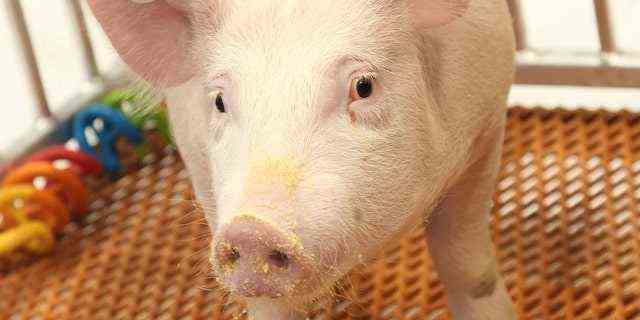 Dieses undatierte Foto, das von Revivicor im Dezember 2020 zur Verfügung gestellt wurde, zeigt a "GalSafe" Schwein, das gentechnisch verändert wurde, um einen körperfremden Zucker in Schweinezellen zu eliminieren, der eine sofortige Organabstoßung verursacht.  Wissenschaftler befestigten vorübergehend die Niere von einem dieser Schweine an einem menschlichen Körper und sahen zu, wie sie zu arbeiten begann, ein kleiner Schritt in der jahrzehntelangen Suche, eines Tages Tierorgane für lebensrettende Transplantationen zu verwenden.  (Wiederbelebung über AP)